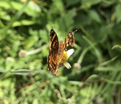Anthanassa frisia