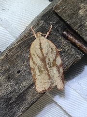 Euchaetis inceptella