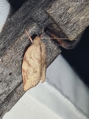 Euchaetis inceptella