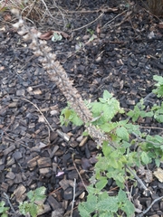Teucrium