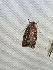 Euchaetis metallota