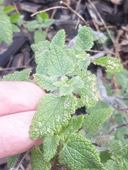 Teucrium