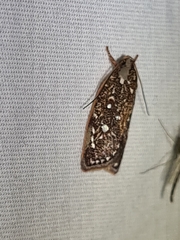 Euchaetis metallota