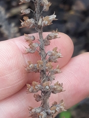 Teucrium