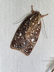 Euchaetis metallota
