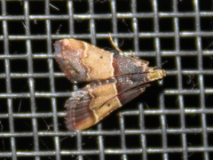 Pyralis pictalis