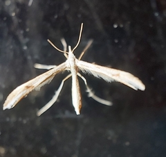 Pterophoroidea