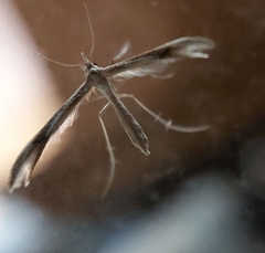 Pterophoroidea