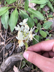 Orchis provincialis