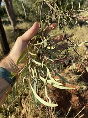 Acacia salicina