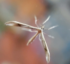 Pterophoroidea
