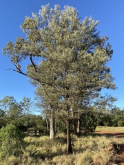 Acacia salicina