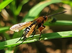 Aurantiosphecia