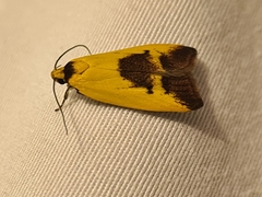 Ageletha hemiteles
