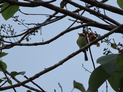 Tolmomyias sulphurescens
