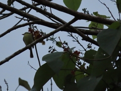 Tolmomyias sulphurescens