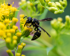 Euodynerus foraminatus