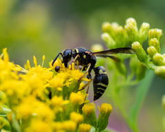Euodynerus foraminatus