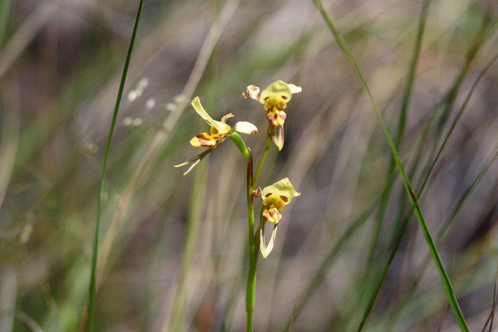 Diuris immaculata