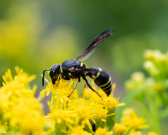 Euodynerus foraminatus