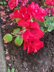 Rosa