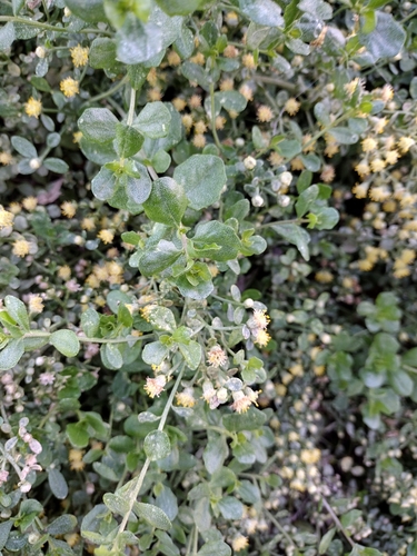 Coyote brush