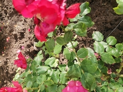 Rosa