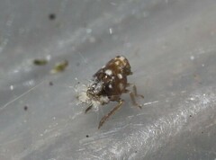 Scolypopa australis
