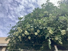 Alstonia