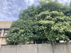 Alstonia