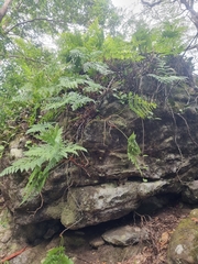 Davallia solida pyxidata
