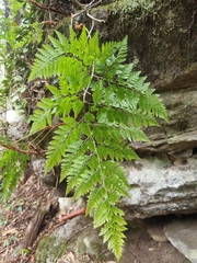 Davallia solida pyxidata