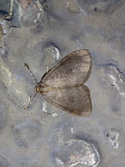 Operophtera brumata