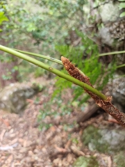 Davallia solida pyxidata