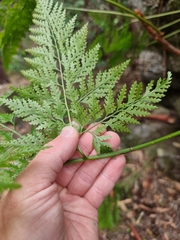 Davallia solida pyxidata