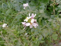 Diplotaxis erucoides