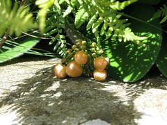 Haemanthus humilis hirsutus