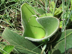 Haemanthus humilis hirsutus