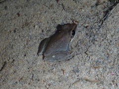 Litoria