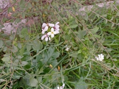 Diplotaxis erucoides