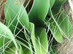 Haemanthus humilis hirsutus