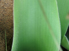 Haemanthus humilis hirsutus