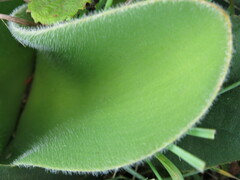 Haemanthus humilis hirsutus