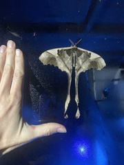 Copiopteryx sonthonnaxi