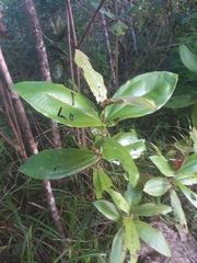 Miconia impetiolaris