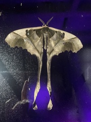 Copiopteryx sonthonnaxi