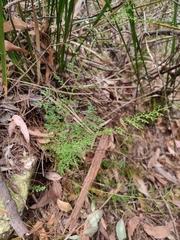 Lindsaea microphylla