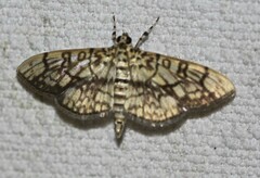 Haritalodes obliqualis