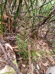 Lindsaea microphylla