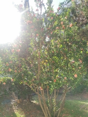 Punica granatum